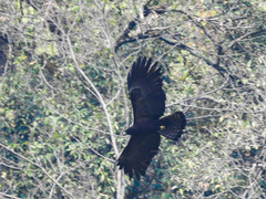 Ictinaetus malaiensis