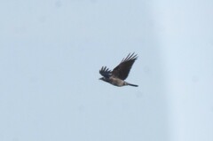 Corvus cornix × corone