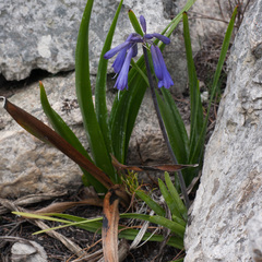 Agapanthus walshii