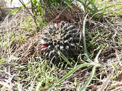 Mammillaria magnimamma