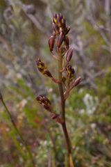 Eulophia tristis