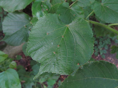 Eriophyes exilis