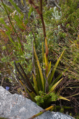 Eulophia tristis