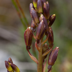 Eulophia tristis