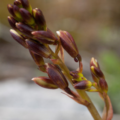 Eulophia tristis