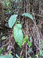 Begonia longifolia
