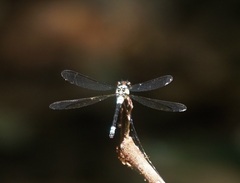 Diphlebia euphoeoides