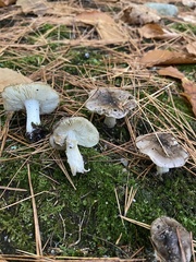 Tricholoma