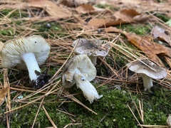 Tricholoma