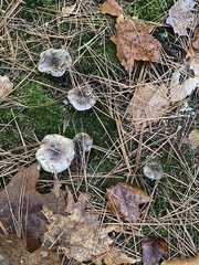 Tricholoma