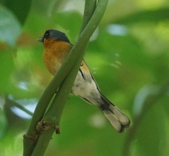 Symposiachrus trivirgatus