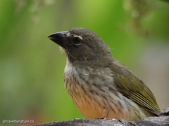 Saltator striatipectus