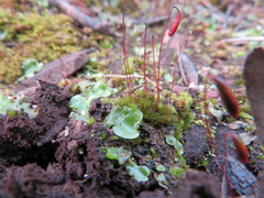 Bryum