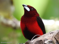 Ramphocelus dimidiatus