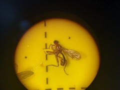 Norellisoma spinimanum