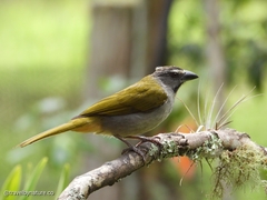 Saltator maximus