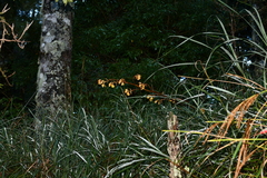 Galeola lindleyana