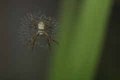 Argiope anasuja