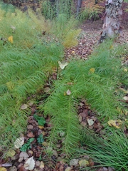 Amsonia hubrichtii