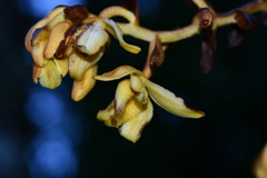 Galeola lindleyana