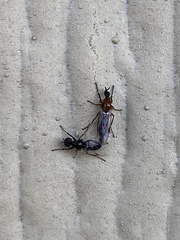 Dilophus tibialis breviceps