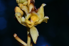 Galeola lindleyana