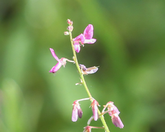Desmodium incanum