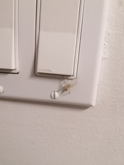 Cheiracanthium mildei