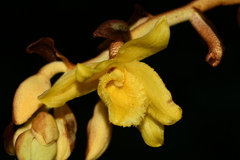 Galeola lindleyana