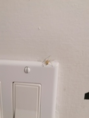 Cheiracanthium mildei