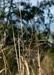 Digitaria parviflora