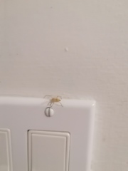 Cheiracanthium mildei