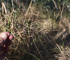 Digitaria parviflora