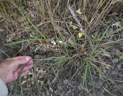 Digitaria parviflora