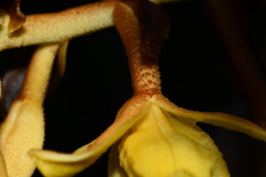 Galeola lindleyana