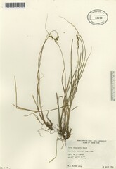 Image of Carex bonplandii