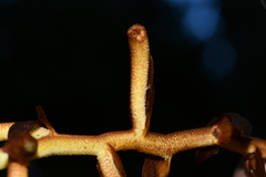 Galeola lindleyana
