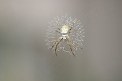 Argiope anasuja