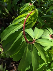 Costaceae