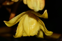 Galeola lindleyana