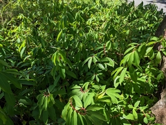 Costaceae
