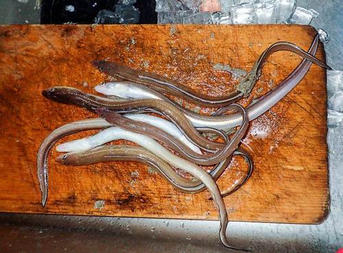 Conger myriaster