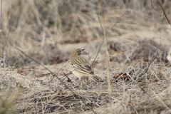 Anthus trivialis