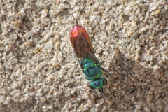 Chrysis ignita