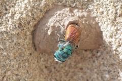 Chrysis ignita
