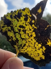 Stigmella trimaculella