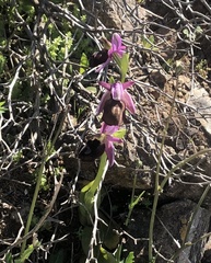 Ophrys ferrum-equinum