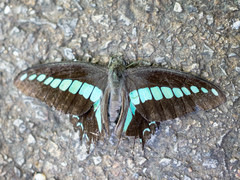 Graphium sarpedon nipponum