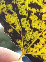 Stigmella trimaculella
