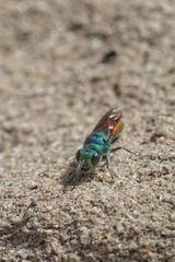 Chrysis ignita